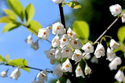 Halesia carolina - halézie karolínská - květy